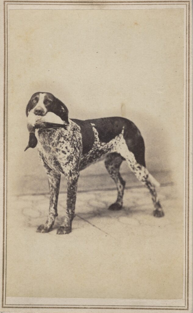 LJTP 100.185 - S. Roots Dog Dean - c.1865